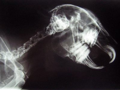 Röntgenbild Kaninchenkopf